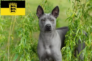 Read more about the article Thai Ridgeback tenyésztők és kölykök Baden-Württembergben