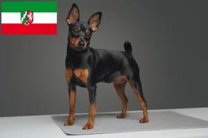 Read more about the article Miniatűr pinscher tenyésztők és kiskutyák Észak-Rajna-Vesztfália területén