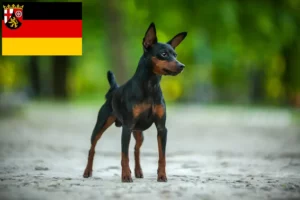 Read more about the article Törpe pinscher tenyésztők és kölykök Rajna-vidék-Pfalzban