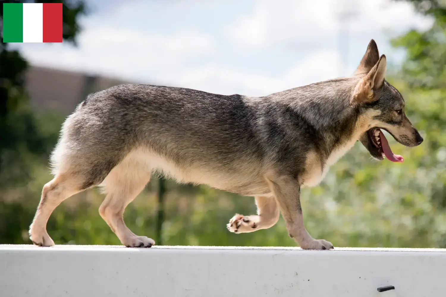 Read more about the article Västgötaspets tenyésztők és kiskutyák Olaszországban