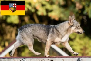 Read more about the article Västgötaspets tenyésztők és kiskutyák Saarlandban