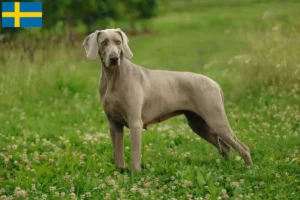 Read more about the article Weimaraner tenyésztők és kölykök Svédországban