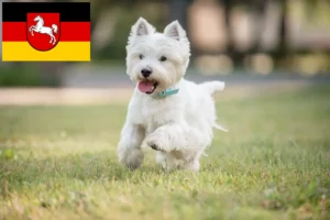 Read more about the article Westie tenyésztők és kölykök Alsó-Szászországban