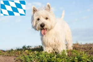 Read more about the article Westie tenyésztők és kiskutyák Bajorországban