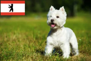 Read more about the article Westie tenyésztők és kiskutyák Berlinben