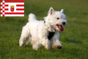 Read more about the article Westie tenyésztők és kiskutyák Bréma-ban