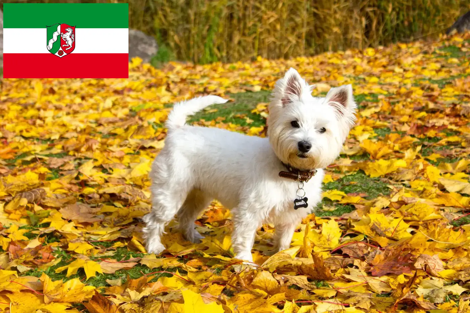 Read more about the article Westie tenyésztők és kölyökkutyák Észak-Rajna-Vesztfália tartományban