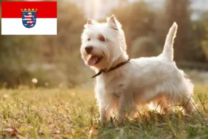 Read more about the article Westie tenyésztők és kiskutyák Hessenben