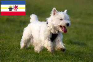 Read more about the article Westie tenyésztők és kiskutyák Mecklenburg-Elő-Pomeránia tartományban