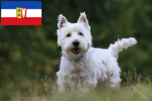 Read more about the article Westie tenyésztők és kiskutyák Schleswig-Holstein tartományban