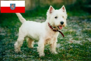 Read more about the article Westie tenyésztők és kölykök Türingiában