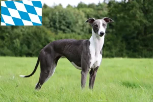 Read more about the article Whippet tenyésztők és kiskutyák Bajorországban