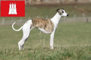 Read more about the article Whippet tenyésztő és kölykök Hamburgban