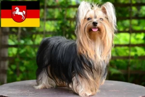 Read more about the article Yorkshire terrier tenyésztők és kiskutyák Alsó-Szászországban