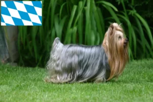 Read more about the article Yorkshire terrier tenyésztők és kiskutyák Bajorországban