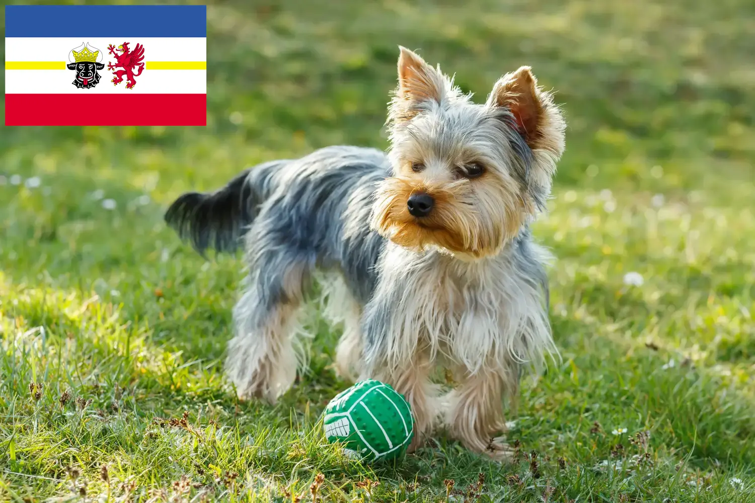 Read more about the article Yorkshire terrier tenyésztők és kiskutyák Mecklenburg-Elő-Pomeránia tartományban