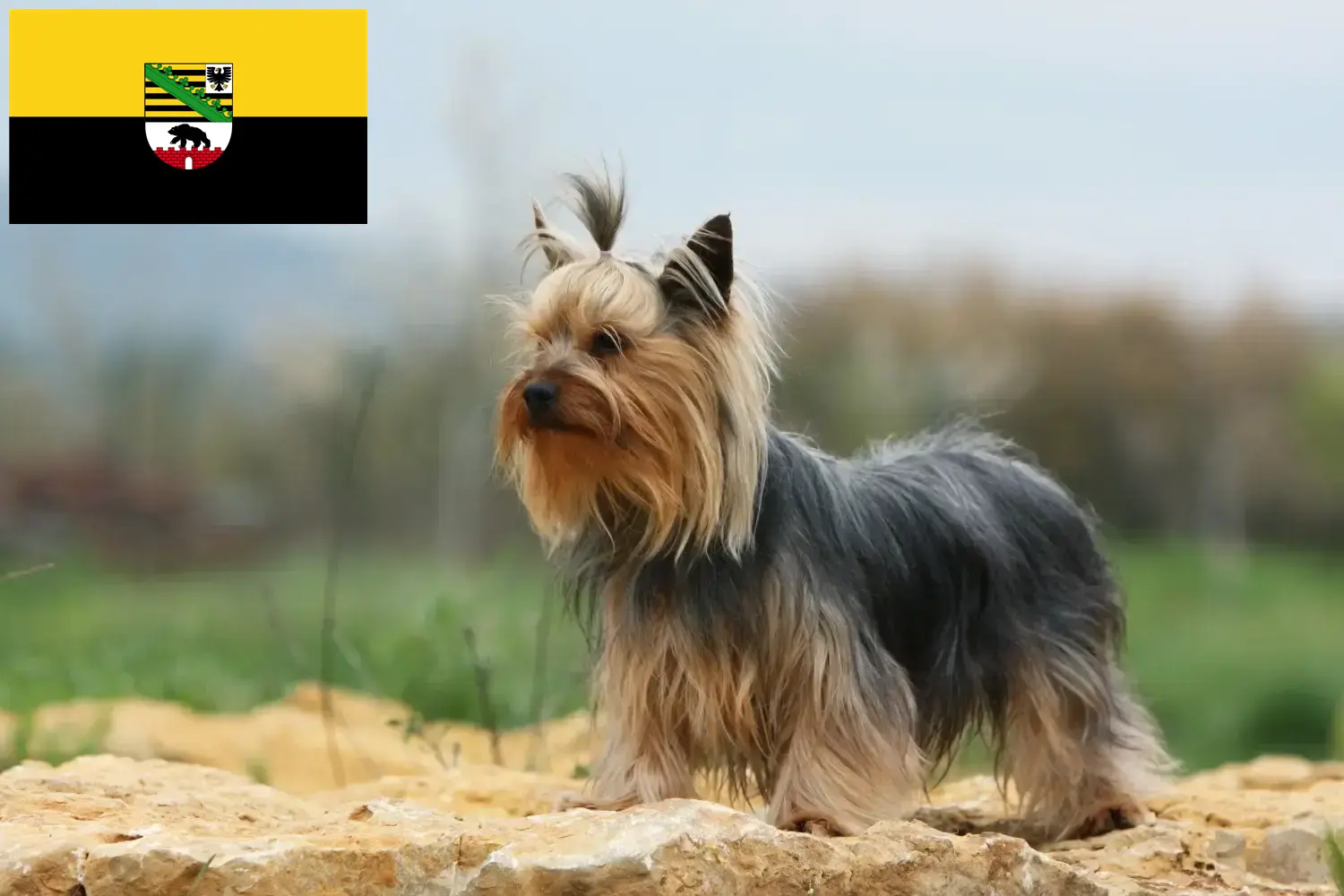 Read more about the article Yorkshire terrier tenyésztők és kiskutyák Szász-Anhaltban