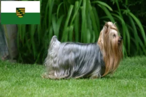 Read more about the article Yorkshire terrier tenyésztők és kiskutyák Szászországban