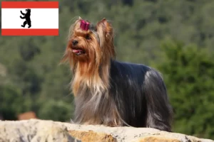 Read more about the article Yorkshire terrier tenyésztők és kölykök Berlinben