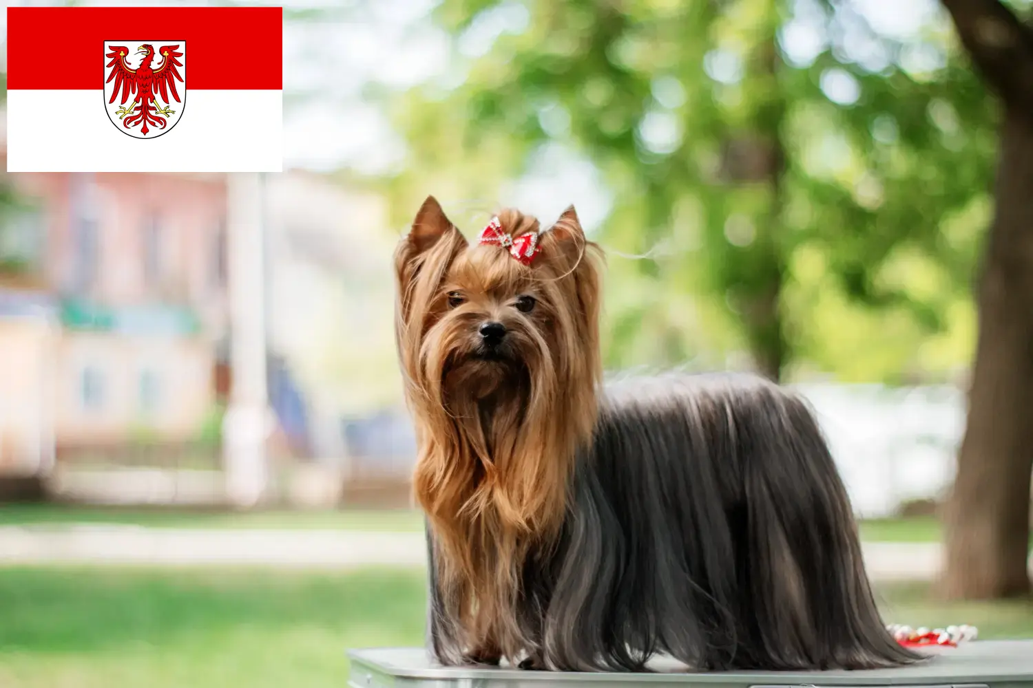 Read more about the article Yorkshire terrier tenyésztők és kölykök Brandenburgban