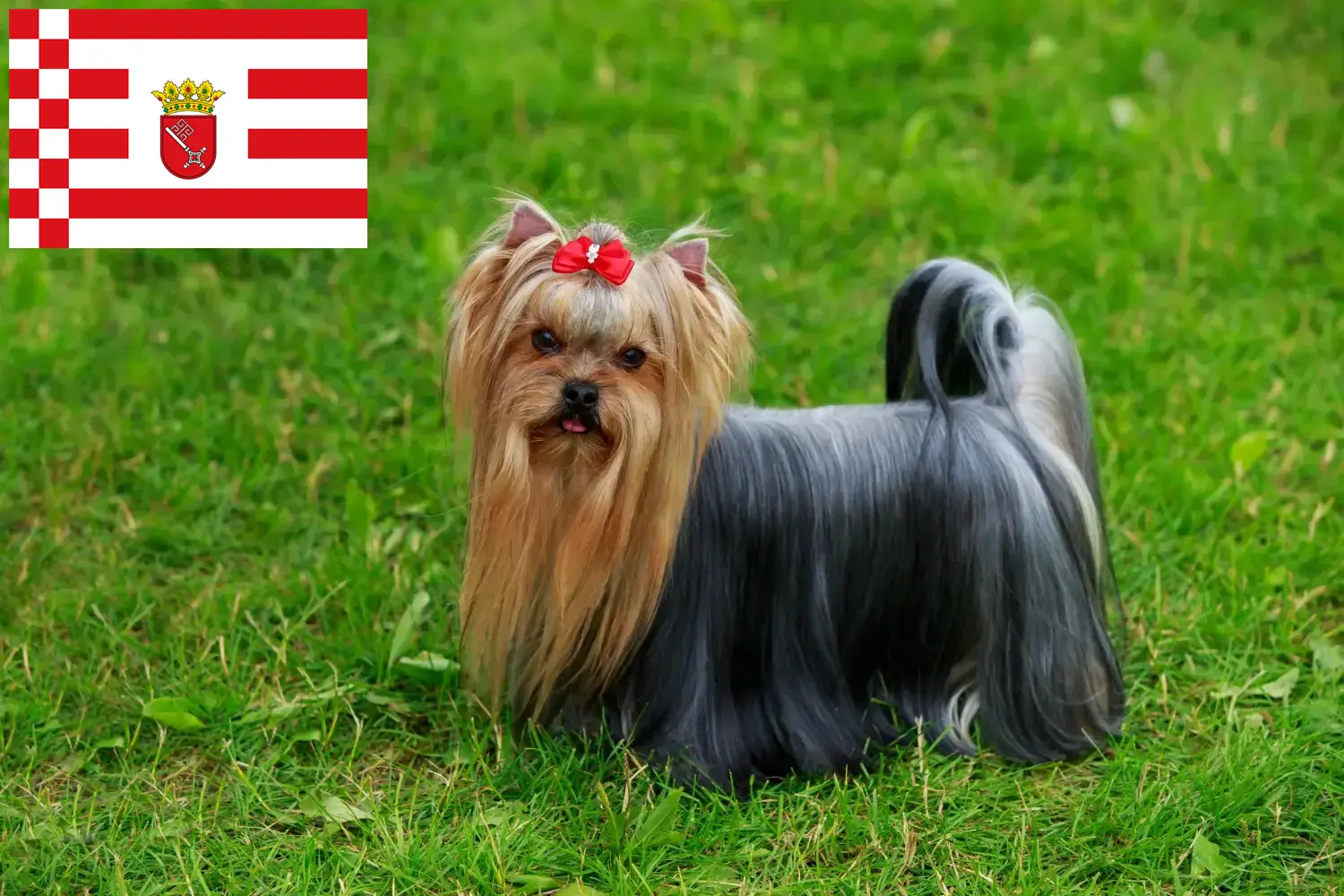 Read more about the article Yorkshire terrier tenyésztők és kölykök Brémában