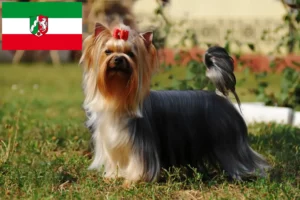 Read more about the article Yorkshire terrier tenyésztők és kölyökkutyák Észak-Rajna-Vesztfália területén