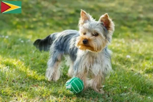 Read more about the article Yorkshire terrier tenyésztők és kölykök Guyana-ban