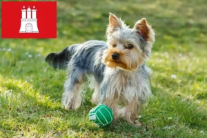 Read more about the article Yorkshire terrier tenyésztők és kölykök Hamburgban