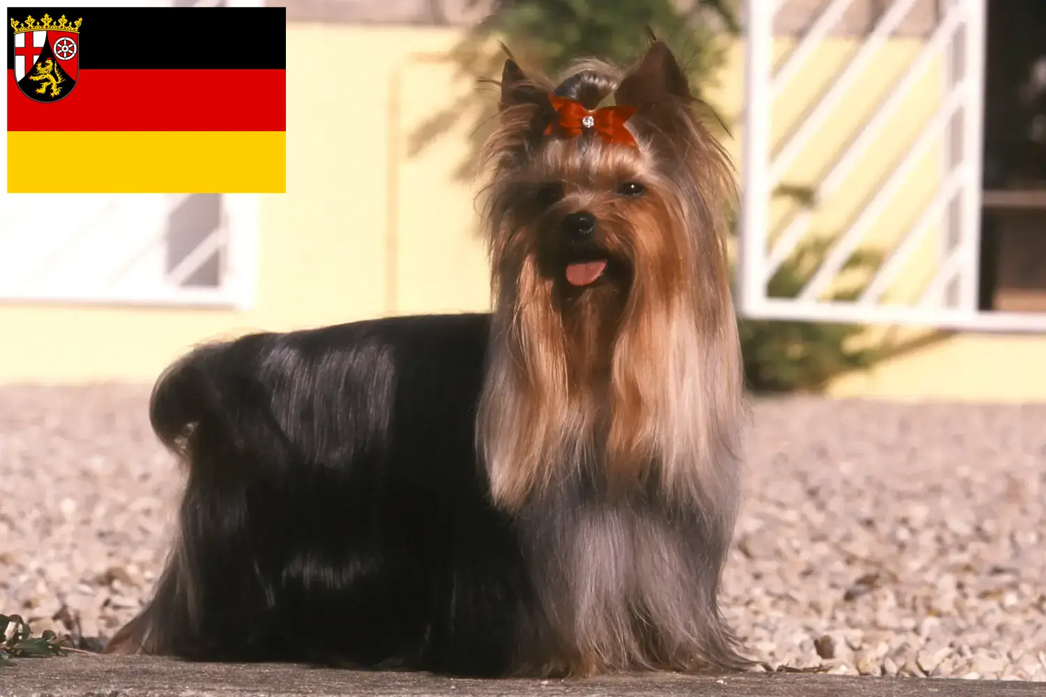 Read more about the article Yorkshire terrier tenyésztők és kiskutyák Rajna-vidék-Pfalzban