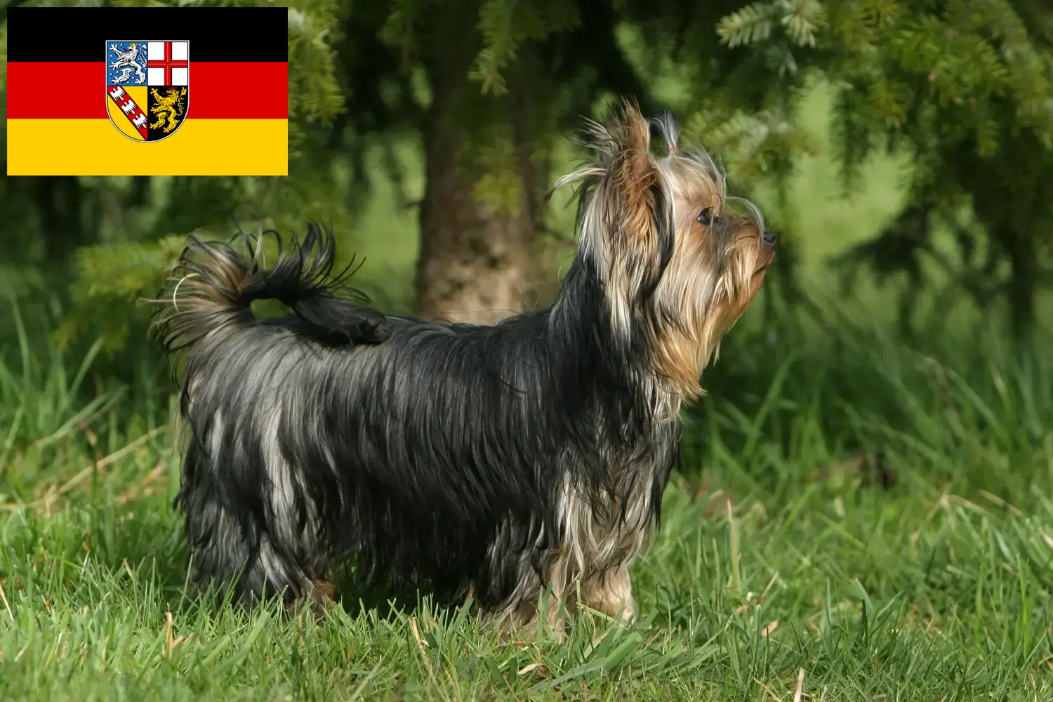 Read more about the article Yorkshire terrier tenyésztők és kölykök Saar-vidéken