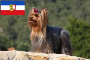 Read more about the article Yorkshire terrier tenyésztők és kiskutyák Schleswig-Holstein tartományban