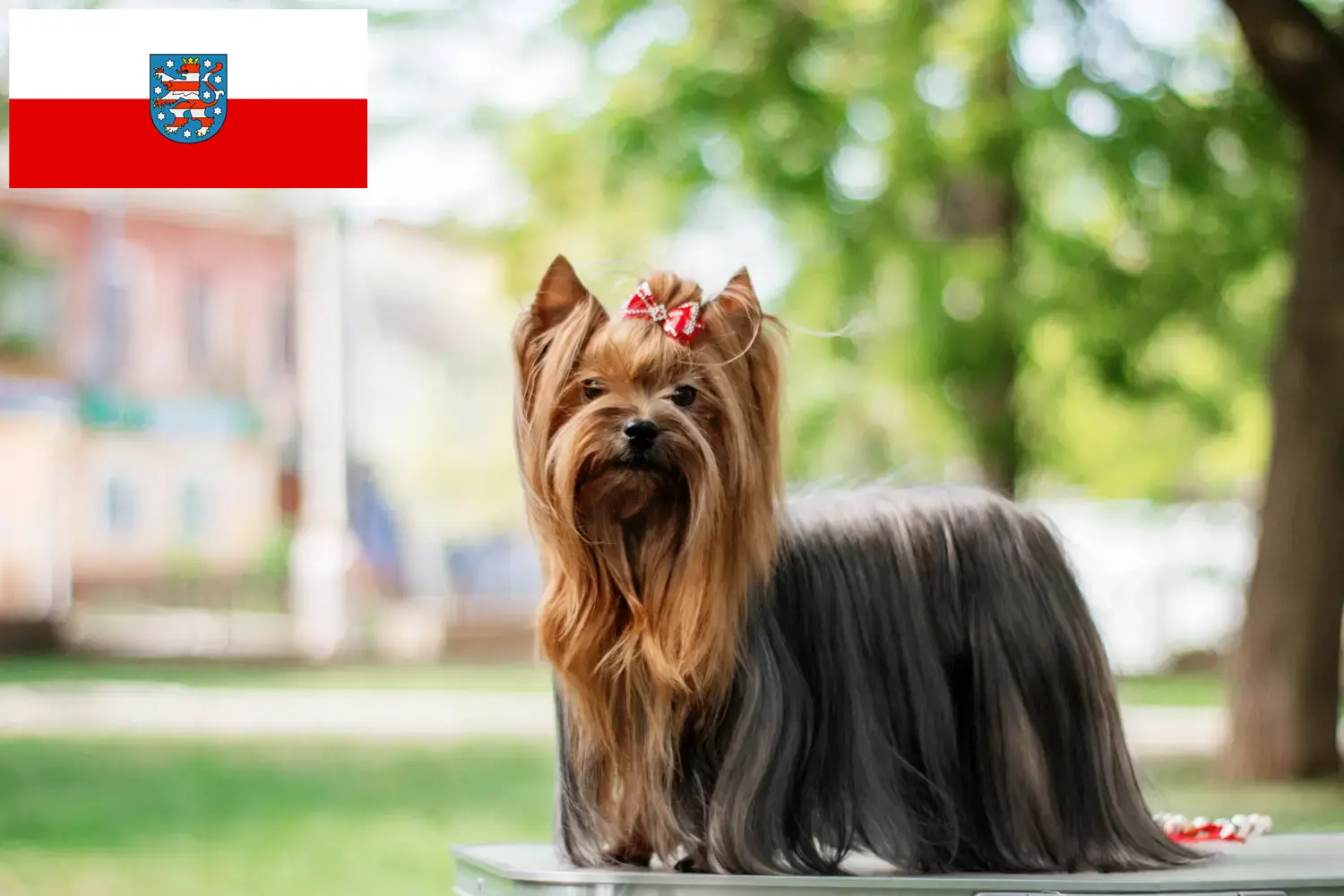 Read more about the article Yorkshire terrier tenyésztők és kölyökkutyák Türingiában