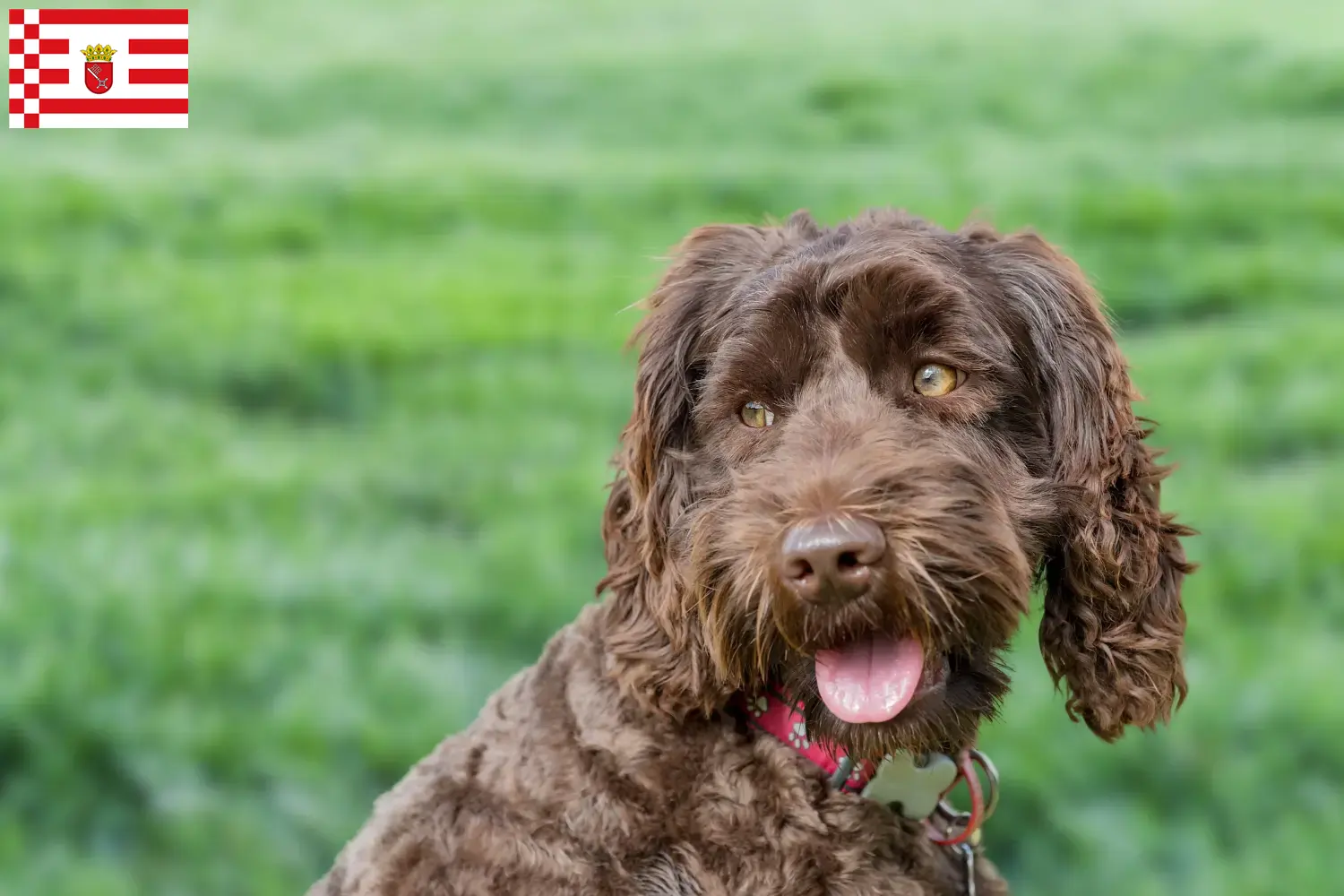 Read more about the article Ausztrál labradoodle tenyésztő és kölykök Brémában