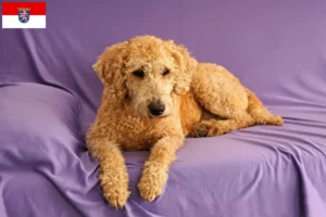 Read more about the article Ausztrál labradoodle tenyésztők és kölyökkutya-tenyésztők Hessenben