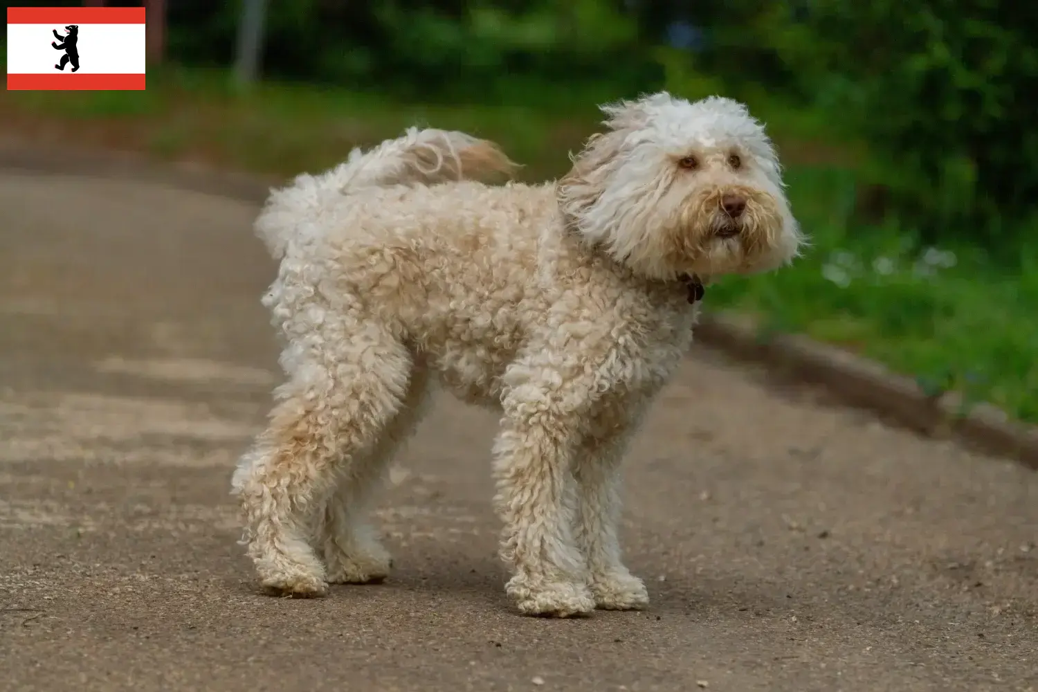 Read more about the article Ausztrál Labradoodle tenyésztők és kölykök Berlinben