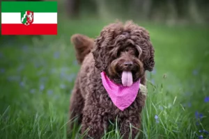 Read more about the article Ausztrál labradoodle tenyésztők és kölyökkutyák Észak-Rajna-Vesztfáliában