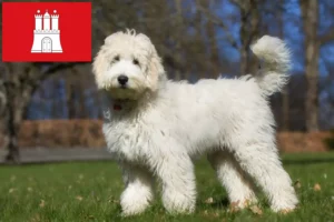 Read more about the article Ausztrál labradoodle tenyésztők és kölykök Hamburgban