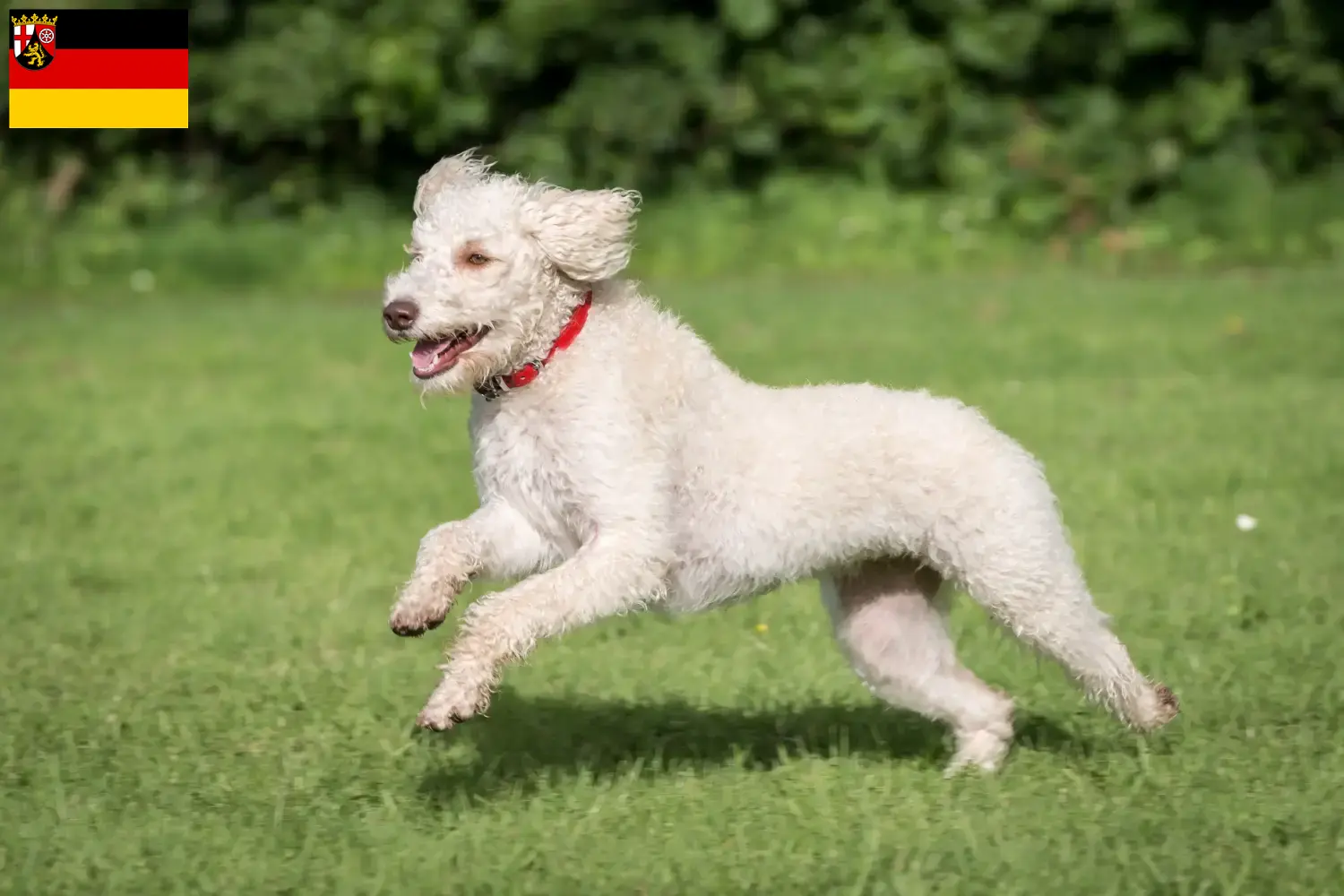 Read more about the article Ausztrál labradoodle tenyésztők és kölykök Rajna-vidék-Pfalzban