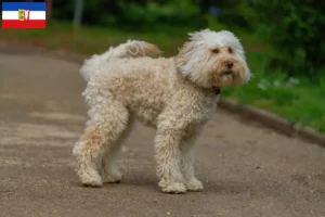 Read more about the article Ausztrál labradoodle tenyésztők és kiskutyák Schleswig-Holstein területén