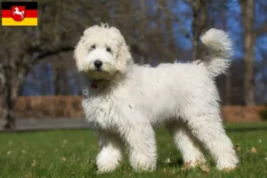 Read more about the article Ausztrál labradoodle tenyésztők és kölykök Alsó-Szászországban