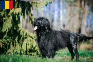 Read more about the article Cão de Agua português tenyésztők és kiskutyák Romániában