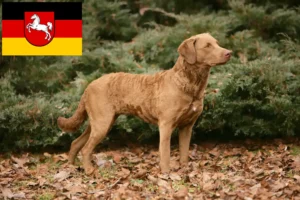 Read more about the article Chesapeake Bay Retriever tenyésztők és kiskutyák Alsó-Szászországban