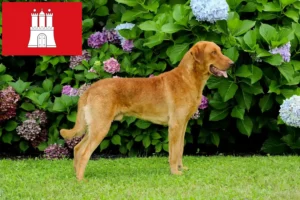 Read more about the article Chesapeake Bay Retriever tenyésztők és kölykök Hamburgban