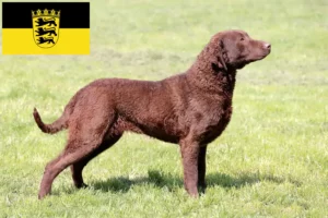 Read more about the article Chesapeake Bay Retriever tenyésztők és kölykök Baden-Württembergben