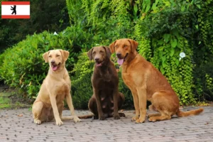 Read more about the article Chesapeake Bay Retriever tenyésztők és kiskutyák Berlinben