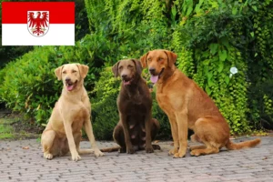 Read more about the article Chesapeake Bay Retriever tenyésztők és kölykök Brandenburgban