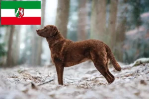 Read more about the article Chesapeake Bay Retriever tenyésztők és kiskutyák Észak-Rajna-Vesztfália területén