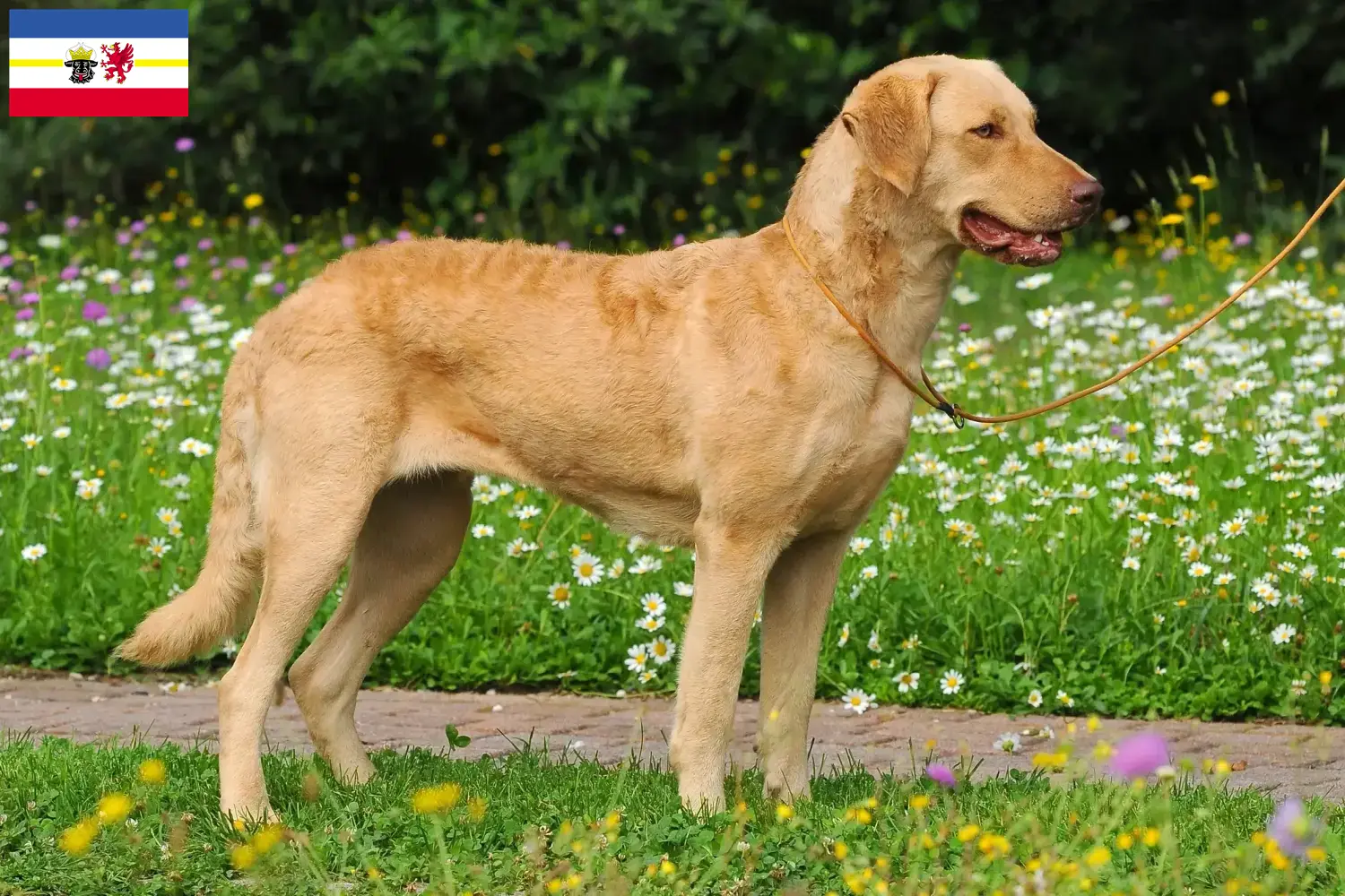 Read more about the article Chesapeake Bay Retriever tenyésztők és kiskutyák Mecklenburg-Elő-Pomeránia területén