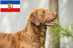 Read more about the article Chesapeake Bay Retriever tenyésztők és kiskutyák Schleswig-Holstein tartományban