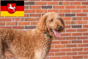 Read more about the article Goldendoodle tenyésztők és kiskutyák Alsó-Szászországban